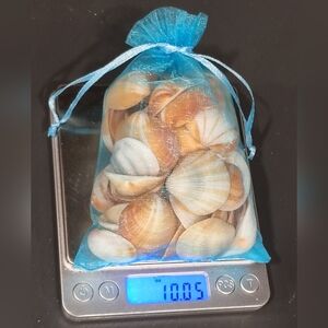 10oz Bag of Spectral Bittersweet Clamshells from Southeast Florida